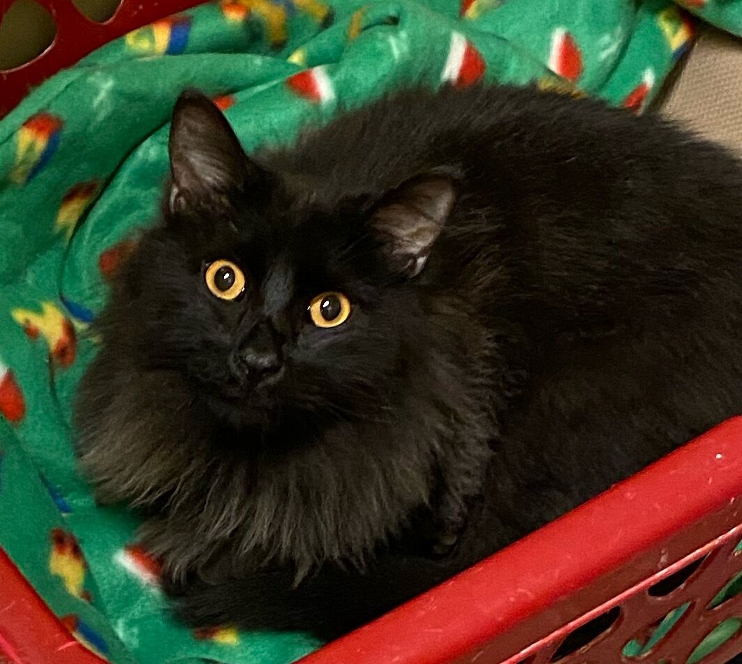 St. Lucie County Pet of the Week - Week of Oct. 22, 2021